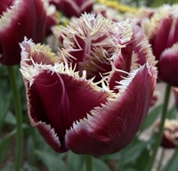 Tulipan Mercure 8 løg